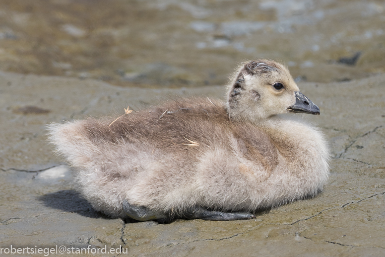 palo alto baylands